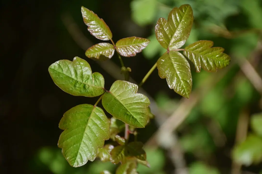 Poison Ivy la HBO: de ce nu se leagă de universul din The Batman 2