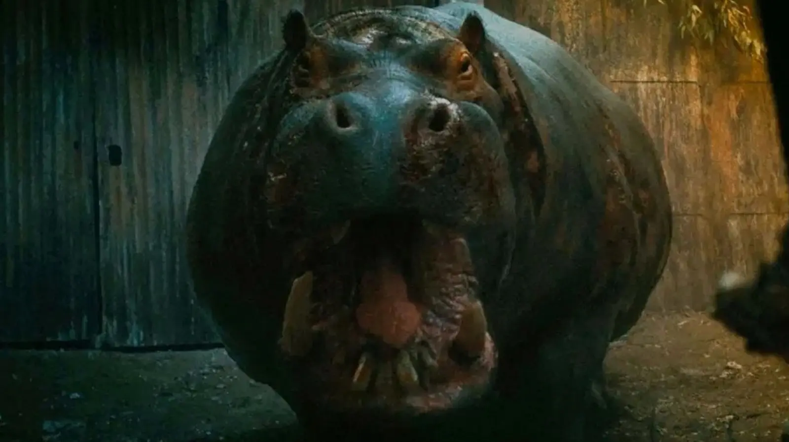 Hipopotamul ucigaș care a cucerit Prime Video